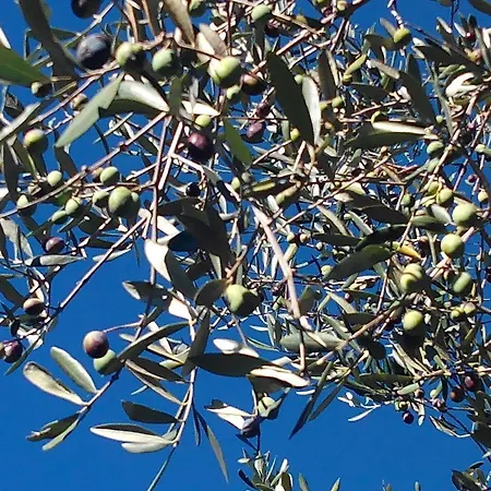 Agriturismo Profumo Di Natura Fivizzano